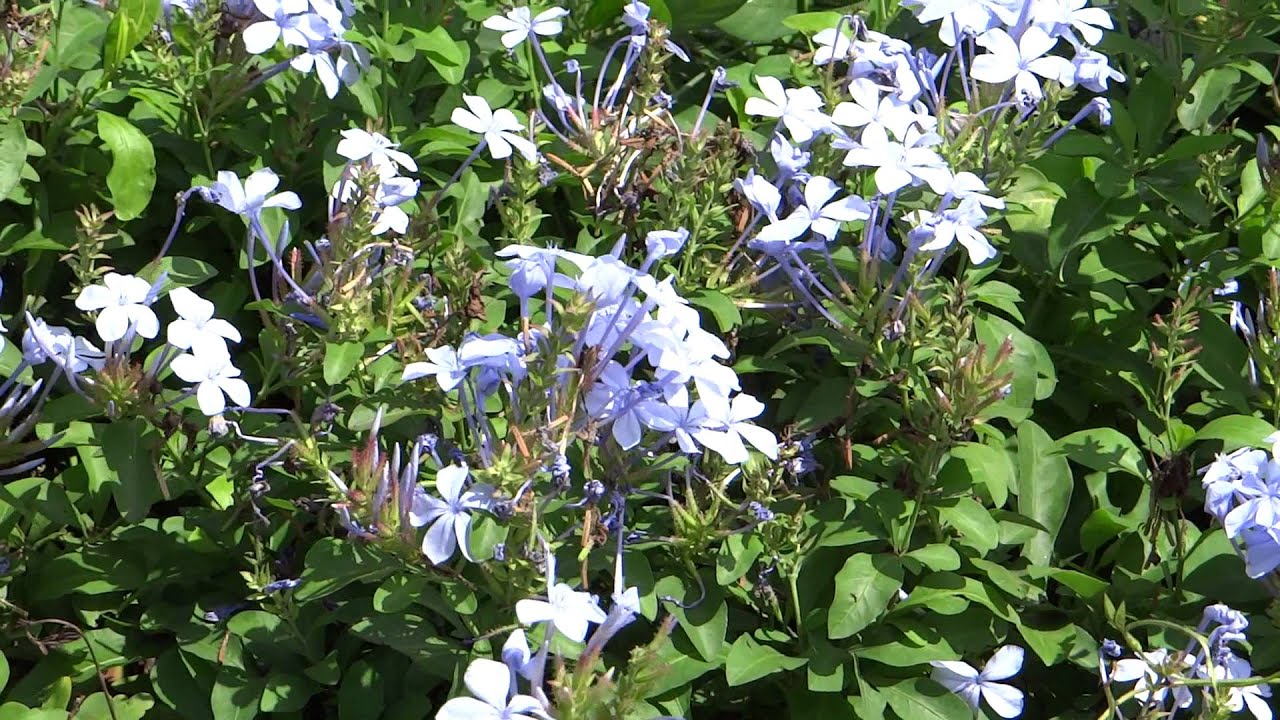 Plumbago Auriculata - Cape Leadwort