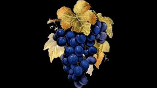 grapeguide.ru