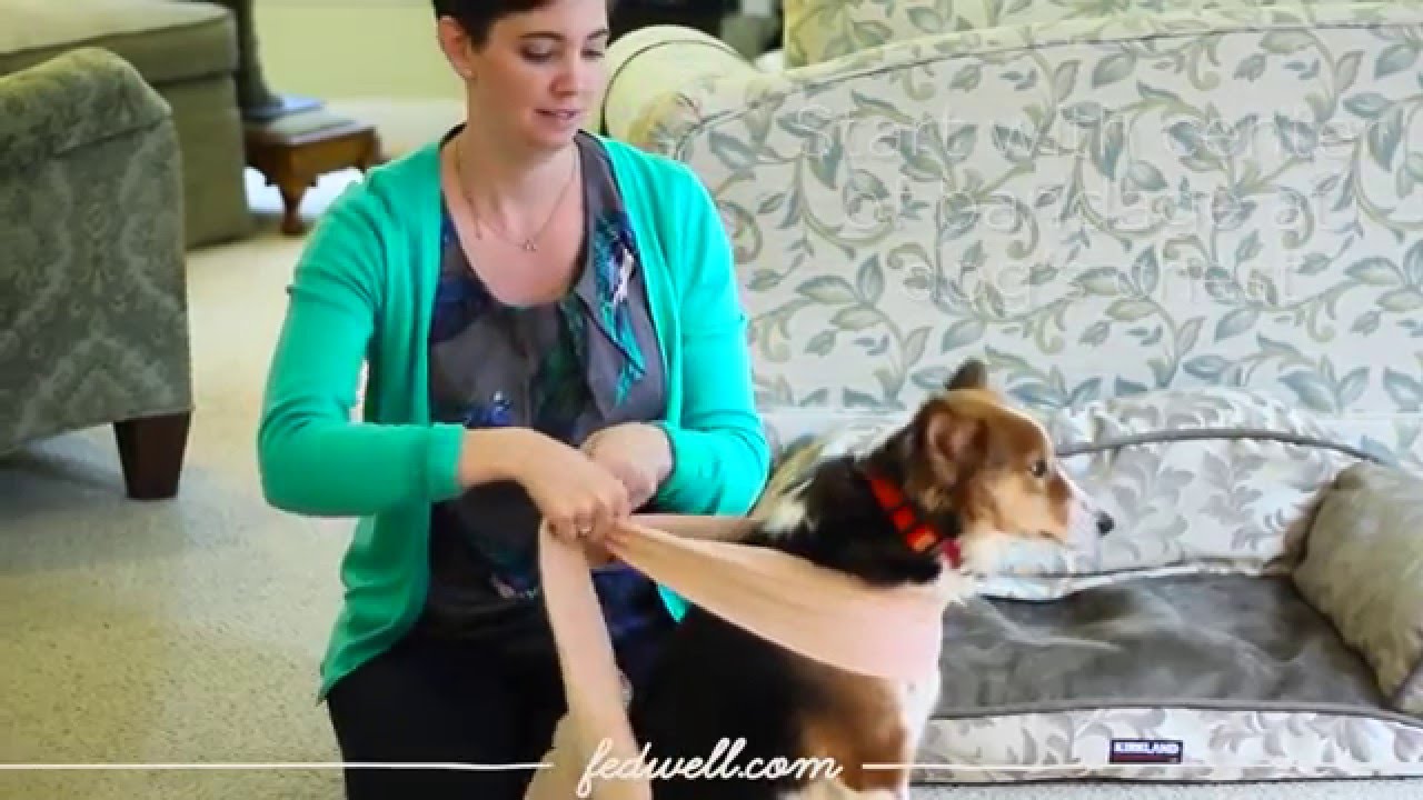 How To Make A Thundershirt For A Dog D.I.Y. Dog Anxiety Wrap for Pet Parents in a Pinch - The Dogington Post