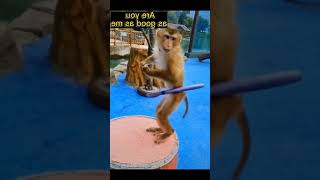 Funny Pet Animals Random Clips?Have you seen such a cute baby monkey?trending animals reels