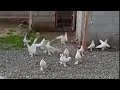 20 апреля 2022 г. Андижанские двух чуби ок #голуби #кабутар #pigeon#pigeons