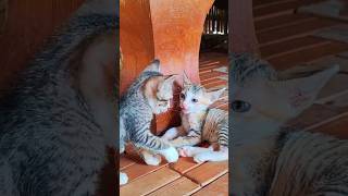 #catlover #kitten #animals #funny #youtube #love #shorttailkittentv #viral #trending #shortsfeed