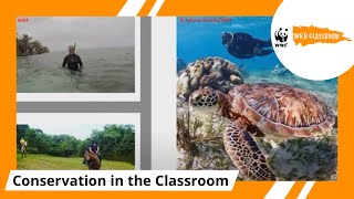 From Mangroves to Coral Reefs: A Look at the Ocean from Above and Below by WWF Wild Classroom 235 views 3 years ago 50 minutes