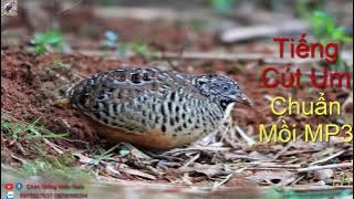 TIẾNG CHIM CÚT UM MỒI CHUẨN 15P Turnix suscitator | CHIM GIỐNG MIỀN NAM