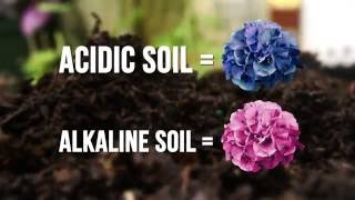 Changing Hydrangea Colors Explained | Proven Winners Gardening Tips Profile