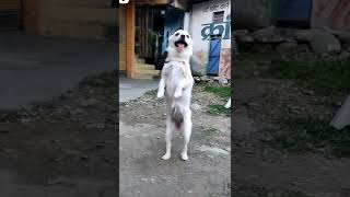 my cute dog dance  ☺