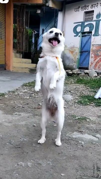 my cute dog dance  ☺