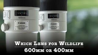 Which Lens For Wildlife Photography | 600mm vs 400mm