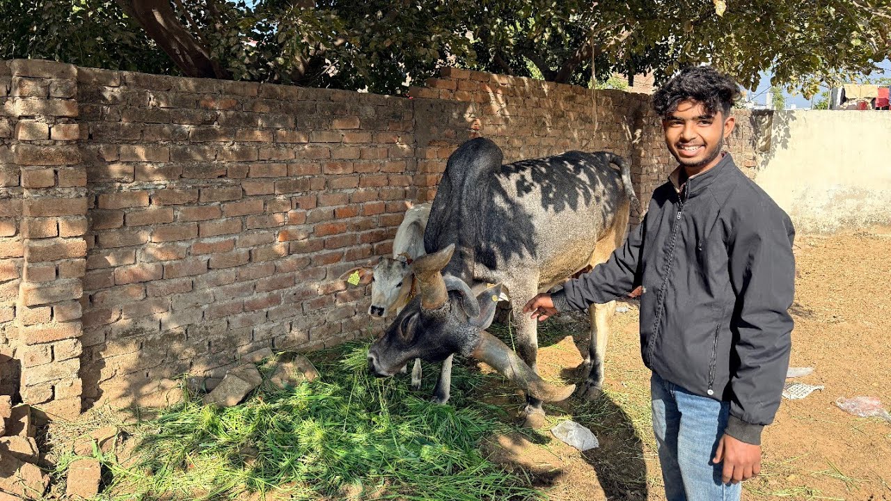 Subah subah Gau mata ko chara khilaya🐄|| Daily vlog🙂