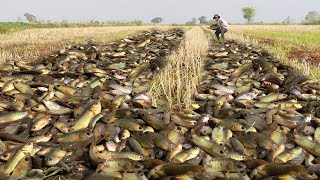 Amazing Catching &amp; Catfish Underground After Dry Water - Fishing Exciting In Dry Season 2022
