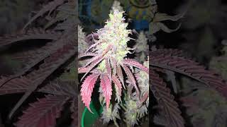Best Photoperiod Genetics 2025 Homegrown Marijuana Smithsoniam Genetics. Grow like a pro with these.