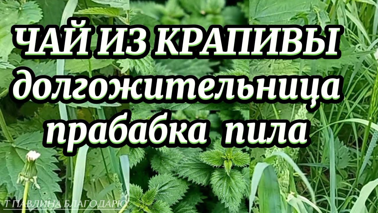 Чай из крапивы. Как правильно заварить?