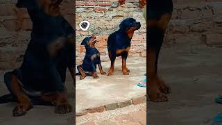 2 & 6 months old rott puppy training | Day 3