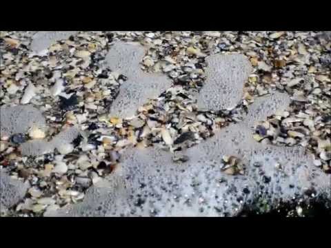 Отзыв - SENTRY успокаивающий ошейник (хорошее поведение) Отзыв - SENTRY успокаивающий ошейник (хорошее поведение)