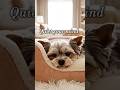 Relaxing Morning Ambience with a Sleeping Terrier 🌿 Instant Anxiety Relief #shorts