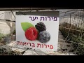 גידול פירות  יער בישראל