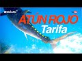 Atún Rojo Tarifa, Documental de pesca del gran atún del estrecho de Gibraltar.