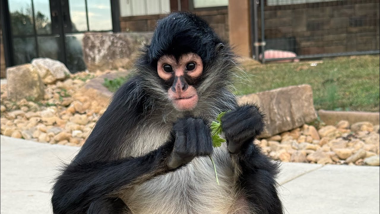 Кто новый альфа в отряде?