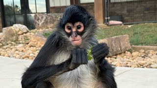 Who’s the new alpha of the troop?