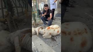 Owner can contact 📞 9796171234 #kashmir #srinagar #breakingnews #kashmirinews #youtube #explore