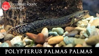 THE LOYAL POLYPTERUS PALMAS PALMAS. (Leopard Aquatic D019A)