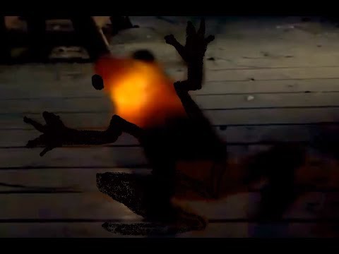 Amazon jungle friends  trailer