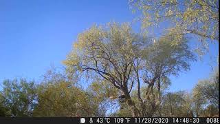 cooper's hawk dive bomb attack at bird feeder