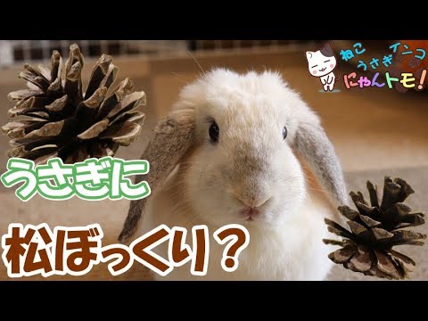 うさぎに松ぼっくり与えたらどうなるの What Will Happen If You Give A Pine Cone To A Rabbit Youtube