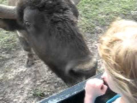 Kissed by a Beefalo (half Buffalo)