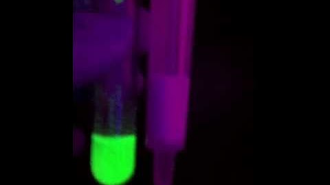 GFP Purification