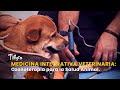 Medicina Integrativa Veterinaria: Ozonoterapia para la Salud Animal - TvAgro por Juan Gonzalo Angel