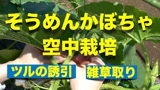 かぼちゃの育て方 日々のお手入れ編【誘引、雑草取り】金糸瓜、そうめんかぼちゃ