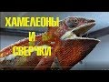 Сверчковая ферма! Кто кормит террариумистов и их питомцев?