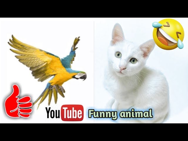 Funny animal 2023😳😂| Cute Animal 🐅🐯| Animal reaction 😳😂🤣 #Animal D2G #cute #funny class=