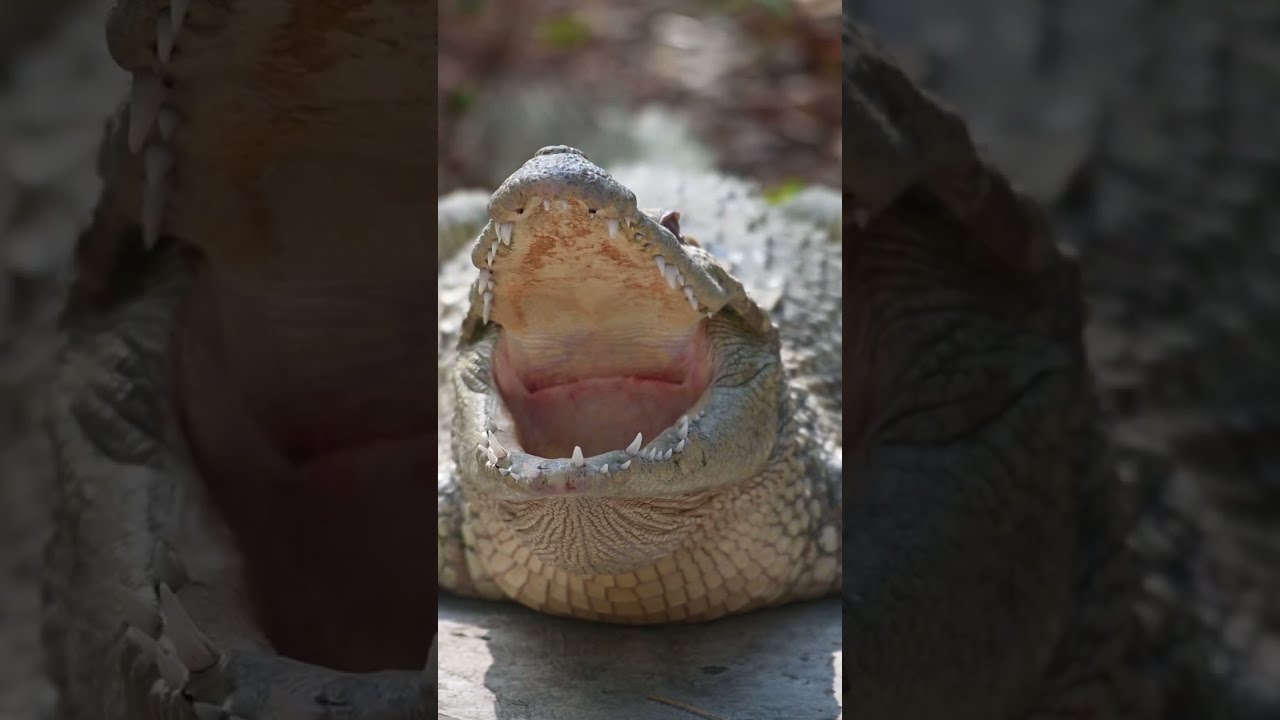 The Majestic Alligator A Jaw Dropping Encounter