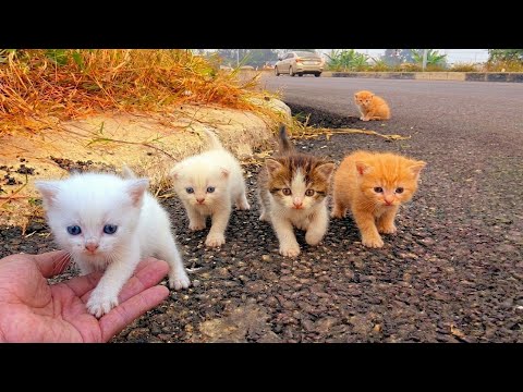 The kittens are meowing for their mother. They look so cute and sweet after being rescued,