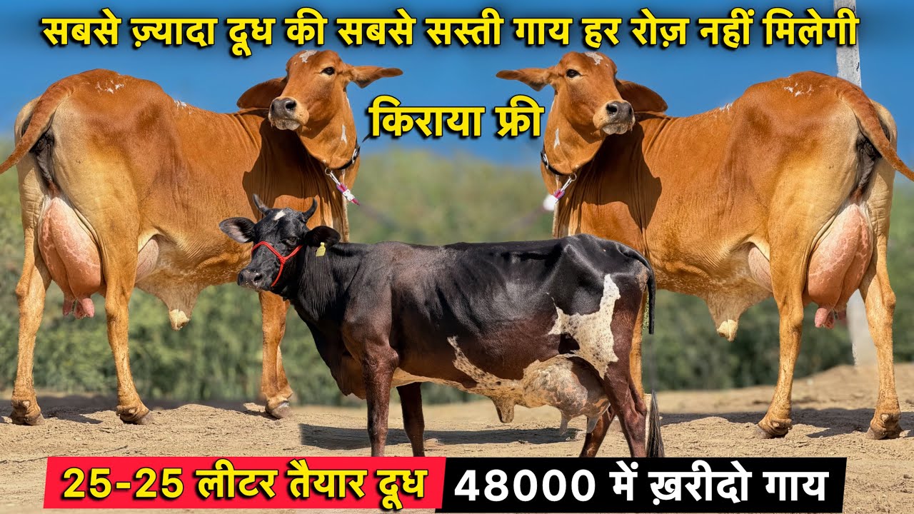 25-25 लीटर तैयार दूध,48000 में ख़रीदो गाय,किराया फ्री👌7 गाय बिकाऊ👍Lowest Price Top Cows For sale 