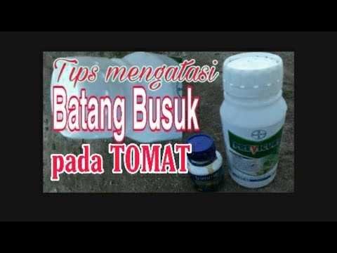 Video: Busuk Batang Tomat