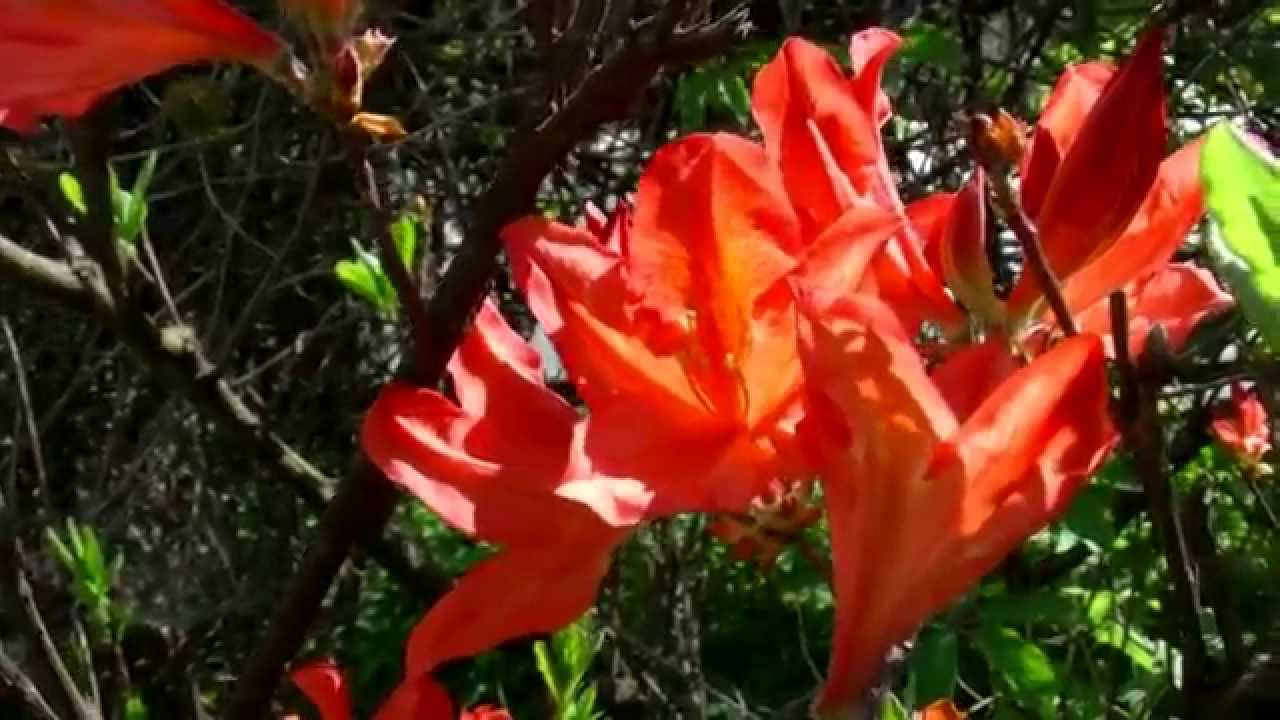Рододендрон катевбинский и азалия японская