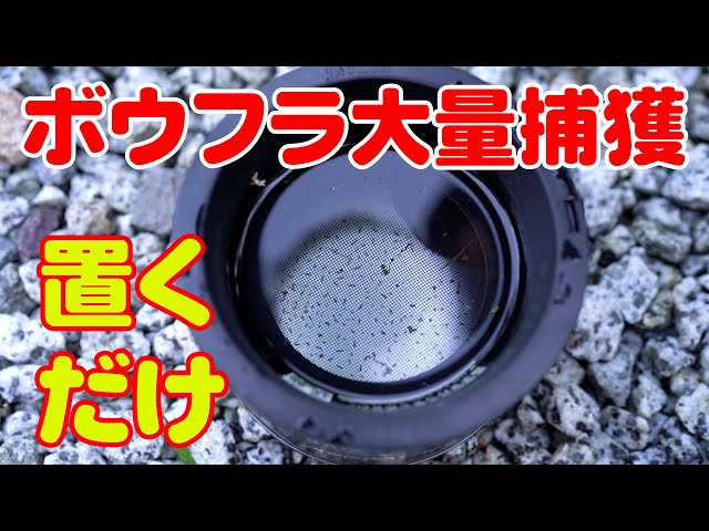 ボウフラ大量捕獲！水を入れて置いておくだけ ボウフラストッパー 出