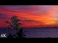 4K Christmas Scene: Tropical Holiday - Lighted Palm Tree in Paradise 1HR Nature Scene w/Ocean Sounds