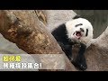 《熊貓主題趴》世紀謎題：大熊貓一共要摔多少次才能長大？ | iPanda