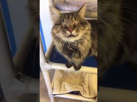 cute cats for sale 11/19/2016 Noon shelter tour