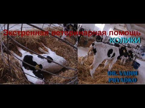 Колики у телёнка - состояние требующее немедленной помощи.