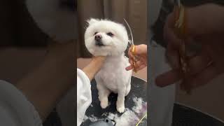 HOW TO make your Spitz a #fluffy sensation?? #Spitz #grooming  #youtubeshorts