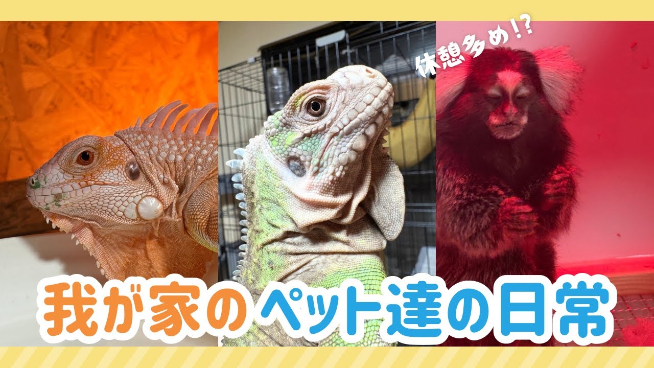 ペット達の日常 2