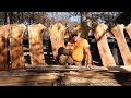 Short And Squatty Elm Live Edge Sawing TimberKing 1620