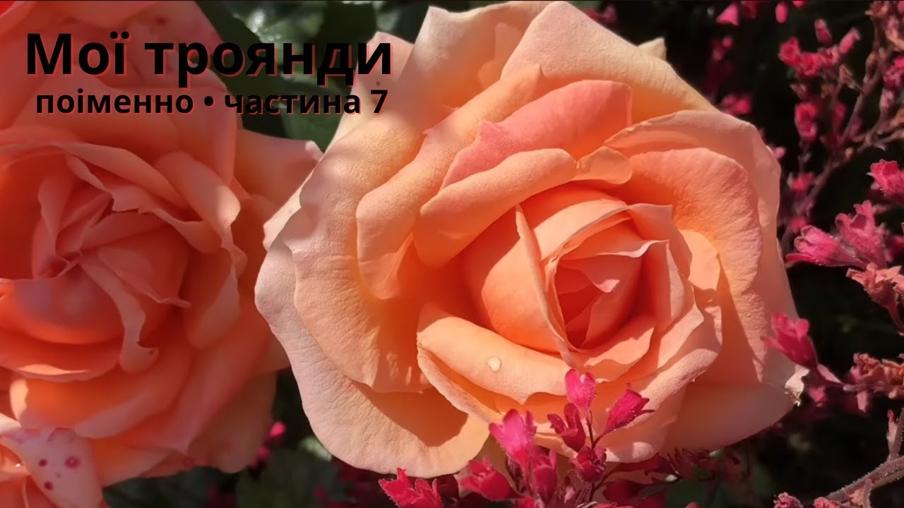 Мої троянди поіменно. Частина 7 — Легенди вересневого саду 06/09/2025
