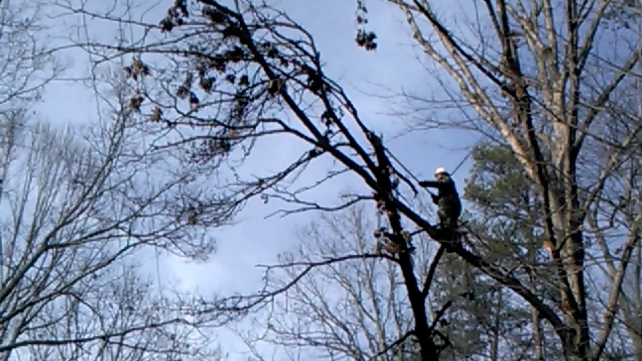 The tree trimming - YouTube
