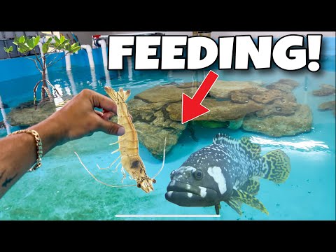 TOP 5 FISH FEEDINGS In ONE VIDEO!!